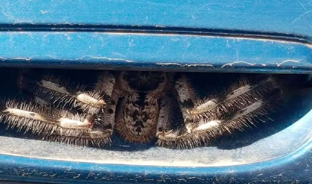 Desliza las imágenes para observar al gigantesco arácnido que se camufló por días en la puerta del auto de una mujer. Foto: Facebook Desliza las imágenes para observar al gigantesco arácnido que se camufló por días en la puerta del auto de una mujer. Foto: Facebook