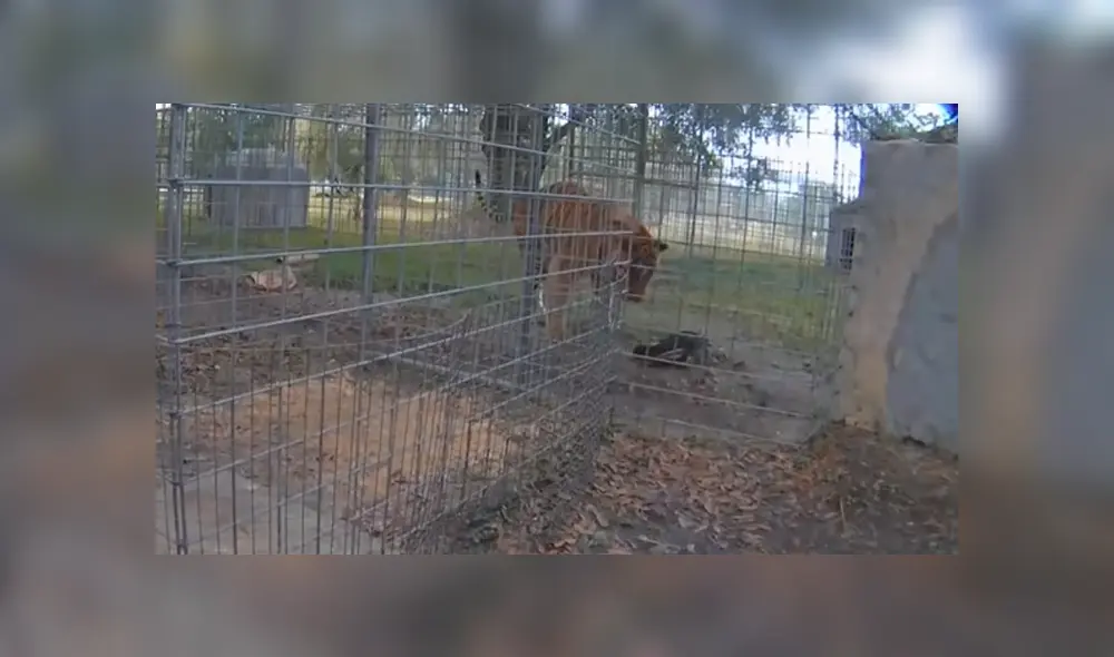 Video es viral en YouTube. El ave ha sorprendido a más de uno al usar un astuto truco para escapar de los ataques del hambriento felino Video es viral en YouTube. El ave ha sorprendido a más de uno al usar un astuto truco para escapar de los ataques del hambriento felino