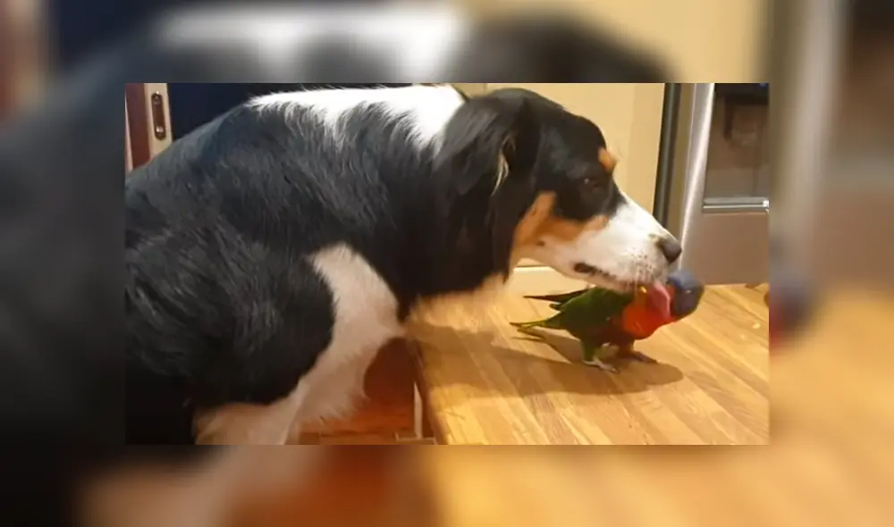 Video es viral en Facebook. El ave no soportó que el can dejara de jugar y darle cariño y manifestó su enojo con una graciosa conducta que ha hecho reír a todos Video es viral en Facebook. El ave no soportó que el can dejara de jugar y darle cariño y manifestó su enojo con una graciosa conducta que ha hecho reír a todos