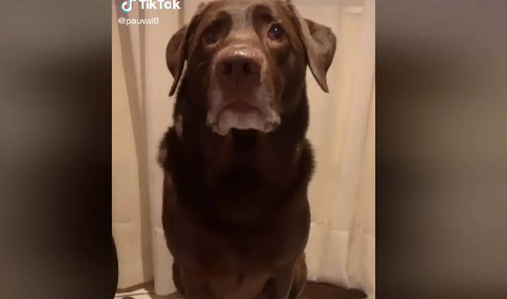 Desliza para ver la secuencia del viral de Facebook. Foto: Captura/TikTok/@pauval8