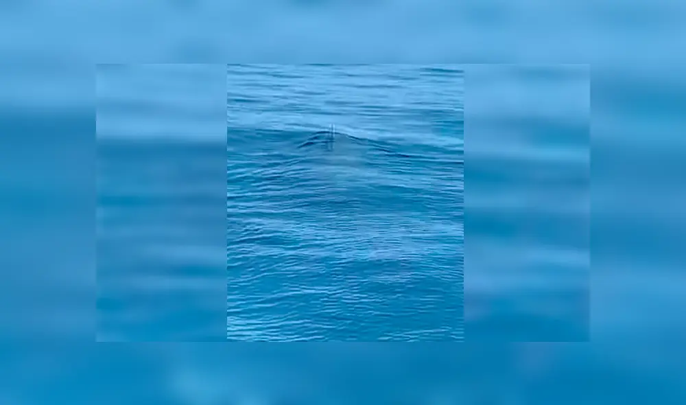 Unos turistas quedaron impactados al ver una enorme criatura marina que se acercaba a su embarcación.