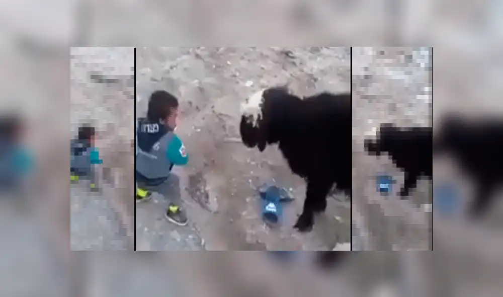 YouTube viral: oveja da su merecido a pequeño hombre ebrio que la molestaba [VIDEO]