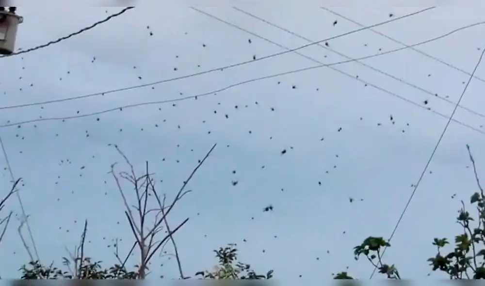 Facebook: Una 'lluvia de arañas' aterra a usuarios en la red [VIDEO]