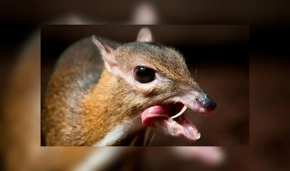 El ciervo ratón solo ha aparecido en Vietnam.