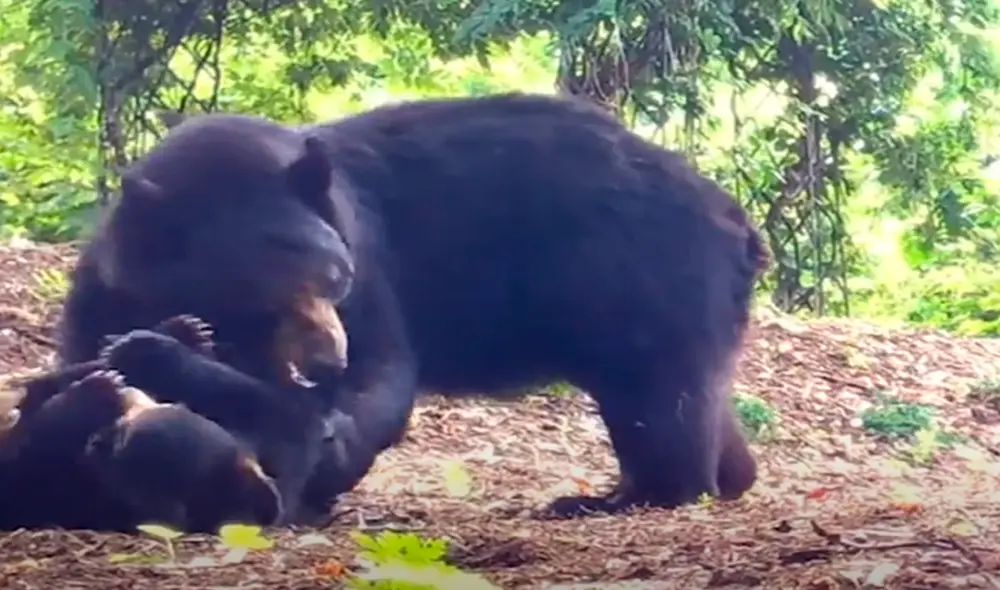 Desliza hacia la izquierda para ver las divertidas imágenes de Bertha y sus crías. Foto: captura de YouTube