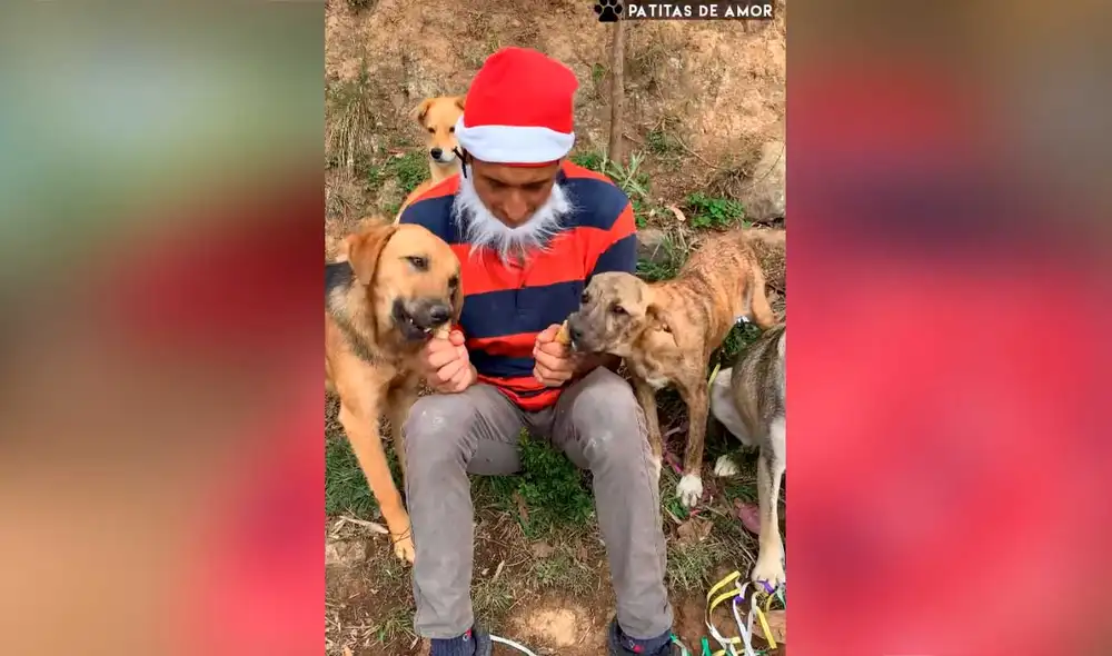 Desliza las imágenes para ver la emotiva escena que protagonizaron estos canes callejeros al recibir sus regalos de Navidad. Foto: captura de TikTok/Patitas de amor Desliza las imágenes para ver la emotiva escena que protagonizaron estos canes callejeros al recibir sus regalos de Navidad. Foto: captura de TikTok/Patitas de amor