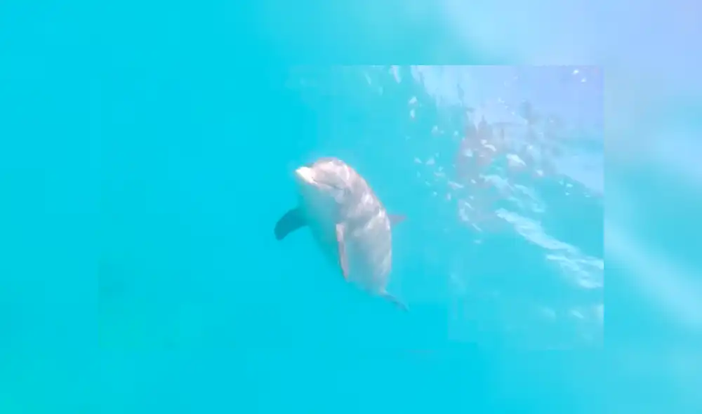 Facebook viral: delfín nada junto a muchachos que practicaban deporte acuático en isla del Caribe [VIDEO]