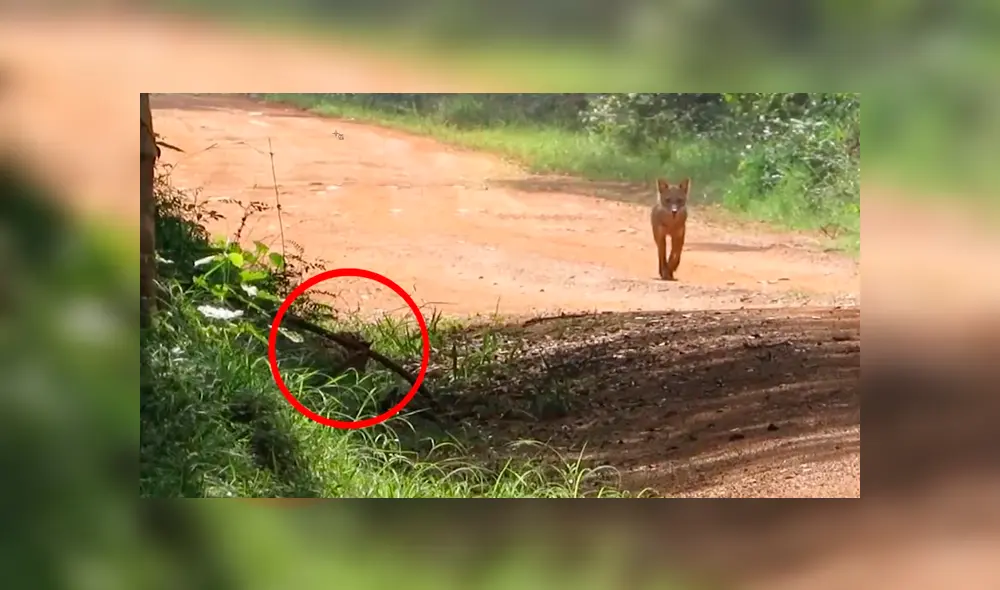 Desliza hacia la izquierda para ver el feroz ataque de los animales que se hizo viral en Facebook.