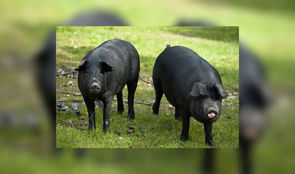 Los cerdos iberoamericanos al borde de la extinción
