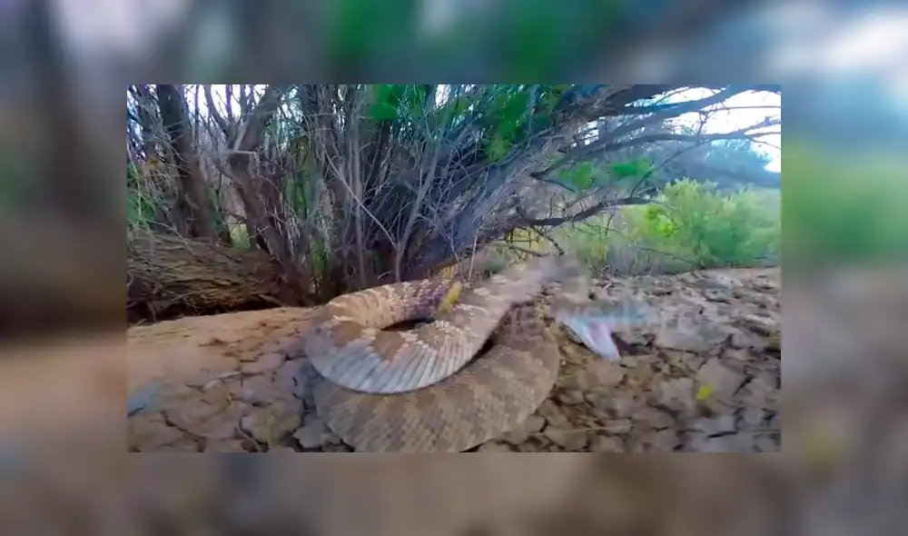 Desliza hacia la izquierda para ver el ataque de la serpiente a una cámara GoPro. Video viral en YouTube. Desliza hacia la izquierda para ver el ataque de la serpiente a una cámara GoPro. Video viral en YouTube.