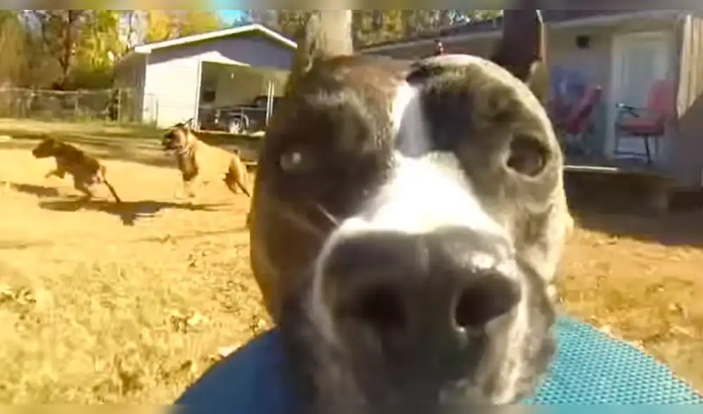YouTube: la divertida persecución de un perro que ‘robó’ una GoPro [VIDEO] 
