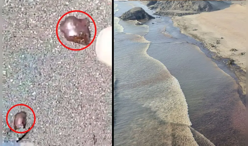 Municipalidad de Ancón anuncia medidas de prevención tras el hallazgo de restos de petróleo en sus costas. Foto: captura de Twitter/ Jacqueline Fowks/ Minam Municipalidad de Ancón anuncia medidas de prevención tras el hallazgo de restos de petróleo en sus costas. Foto: captura de Twitter/ Jacqueline Fowks/ Minam