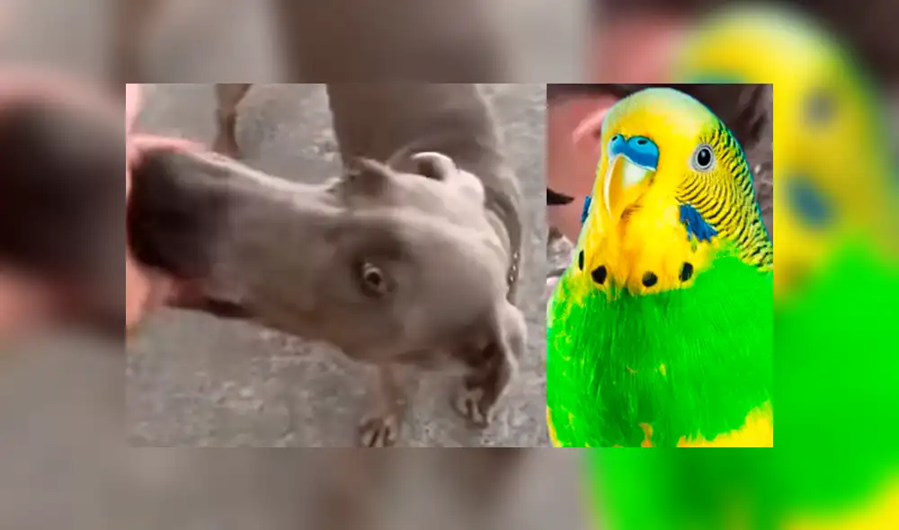 Vía YouTube: dueño de 'Chimuelo' contó la trágica historia de su perra que casi se come a la cotorra
