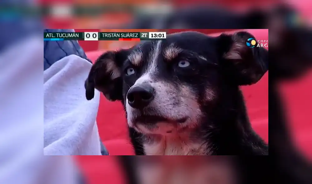 El perrito cayó vencido por el sueño mientras los equipos de Atlético Tucumán y Tristán Suarez jugaban por la Copa Argentina. Foto: captura El perrito cayó vencido por el sueño mientras los equipos de Atlético Tucumán y Tristán Suarez jugaban por la Copa Argentina. Foto: captura