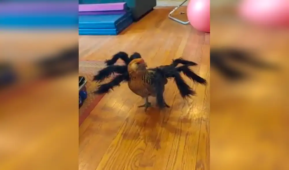 YouTube - viral - animales