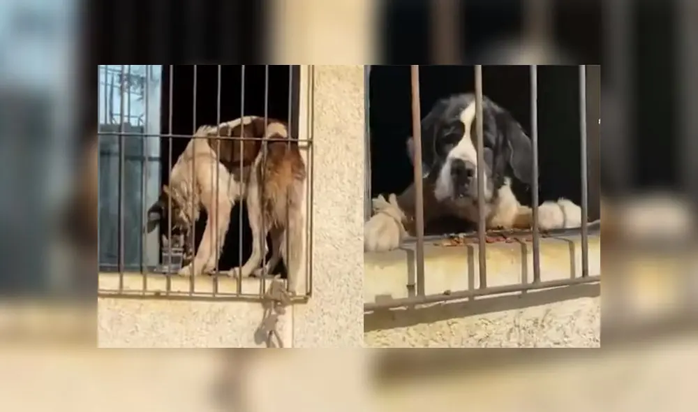 Perrita fue llevada a la veterinaria y será puesta en adopción. (Foto: Captura de video / 24 Horas) Perrita fue llevada a la veterinaria y será puesta en adopción. (Foto: Captura de video / 24 Horas)