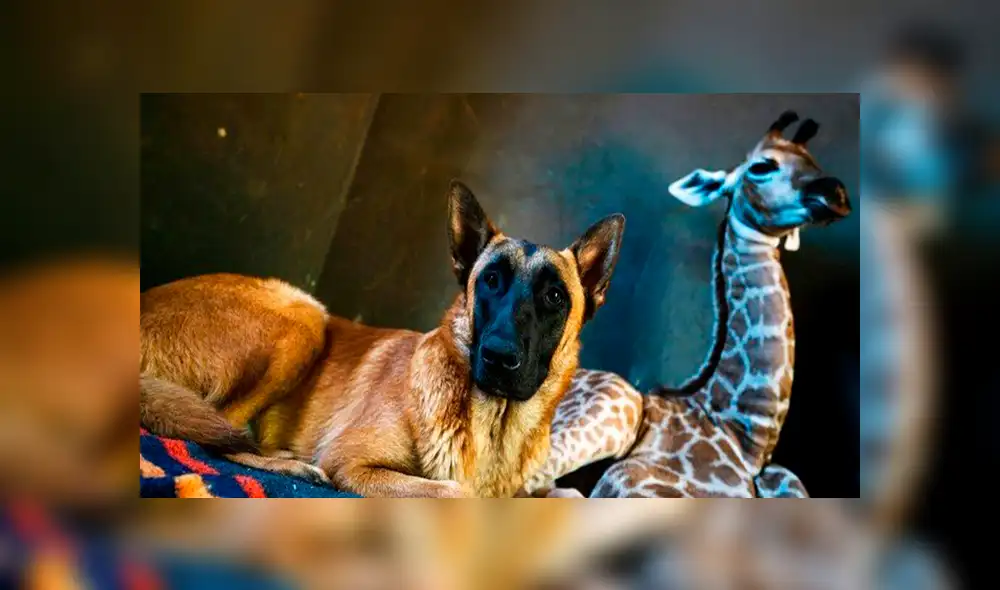 En Facebook, un perro estuvo pendiente de los cuidados de una bebé jirafa que fue abandonada por su madre. En Facebook, un perro estuvo pendiente de los cuidados de una bebé jirafa que fue abandonada por su madre.