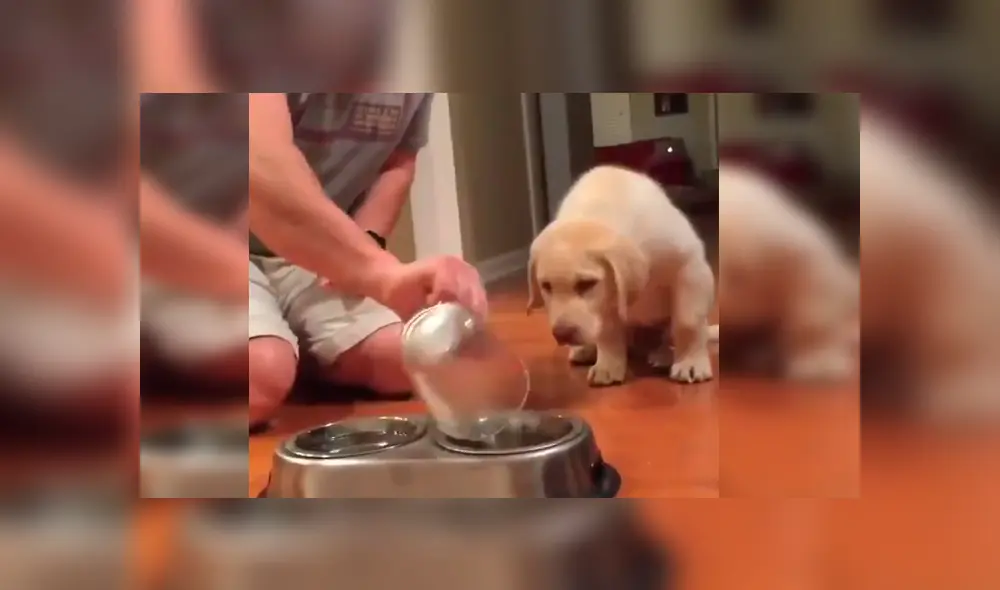 El can se ha ganado la admiración de miles de usuarios en Facebook con su peculiar comportamiento