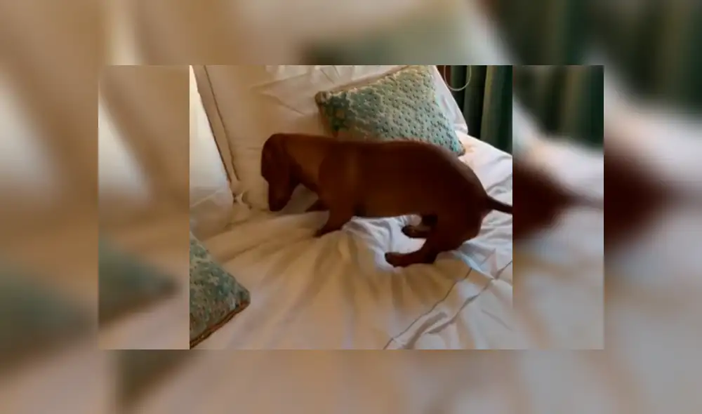 En Facebook, un perro aprovechaba la ausencia de su amo para echarse en su enorme cama y fue descubierto. En Facebook, un perro aprovechaba la ausencia de su amo para echarse en su enorme cama y fue descubierto.