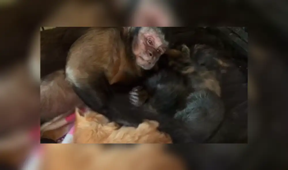 YouTube: Una mona enternece al mundo al cuidar gatitos en Estados Unidos [VIDEO]