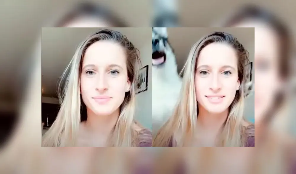 Desliza las imágenes para ver la peculiar reacción que tiene un perro husky siberiano al ve que su dueña quiere tomarse un selfie. Foto: RM Videos Desliza las imágenes para ver la peculiar reacción que tiene un perro husky siberiano al ve que su dueña quiere tomarse un selfie. Foto: RM Videos