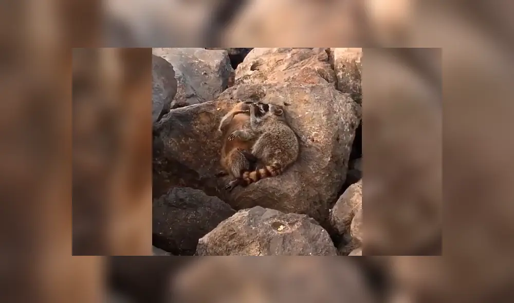 Desliza la imagen de Facebook para ver todas las imágenes. Foto: captura