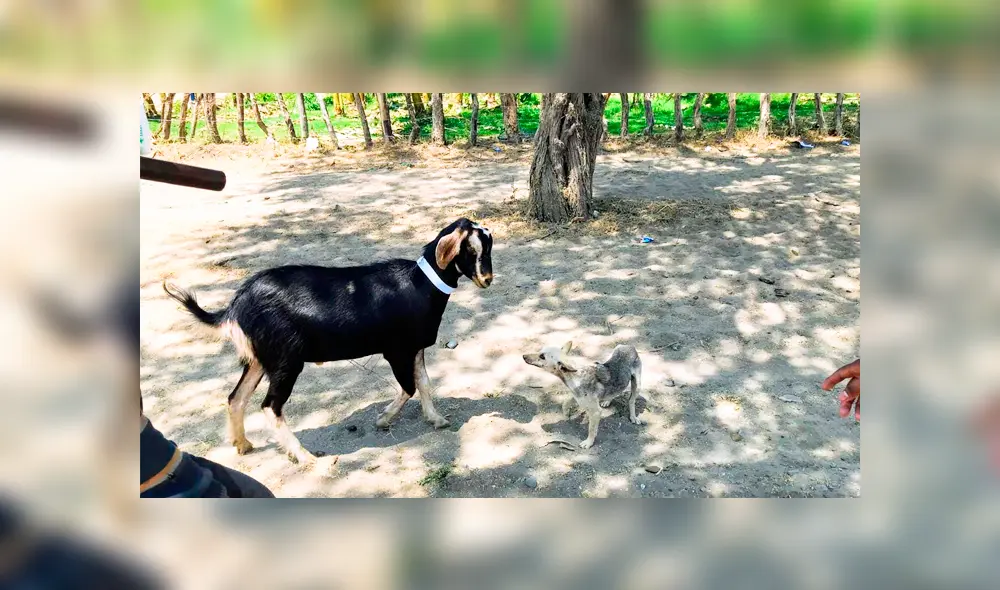 Piura: colocan collar de cinta reflectiva a animales para evitar que mueran atropellados Piura: colocan collar de cinta reflectiva a animales para evitar que mueran atropellados