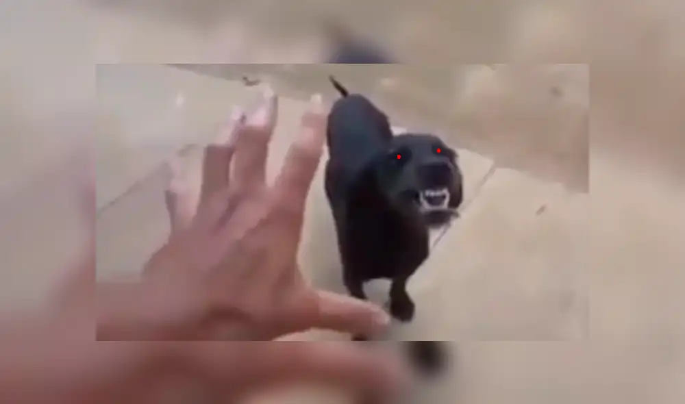 Facebook viral: creyó que perro estaba ‘poseído’ e intentó ‘exorcizarlo’, sin saber que reaccionaría así [VIDEO]