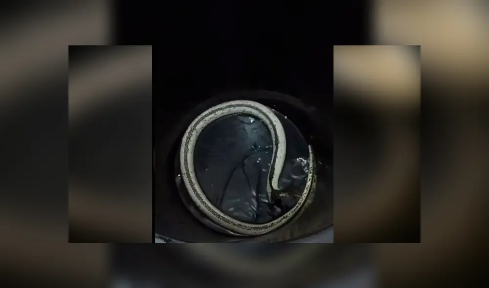 Mujer escucha misteriosos sonidos dentro de bidón de agua, lo revisa y descubre letal criatura. Mujer escucha misteriosos sonidos dentro de bidón de agua, lo revisa y descubre letal criatura.