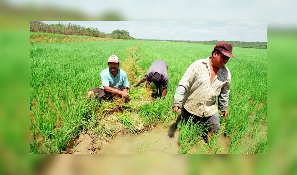 Agricultores esperan bono del Estado.