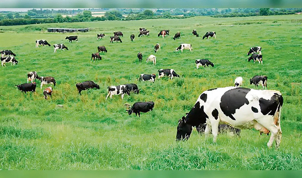 Perú impulsará la ganadería para producir leche y carne