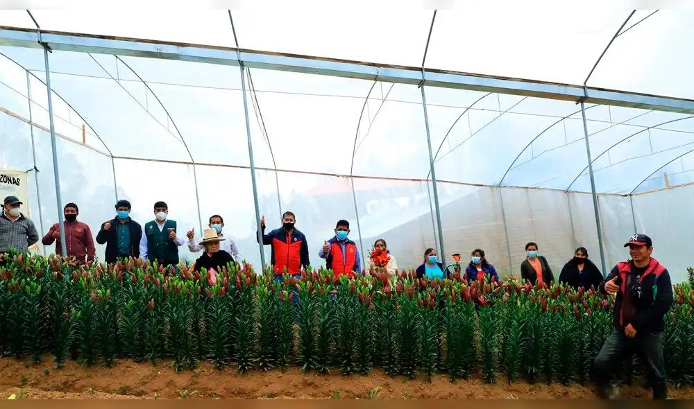 Productores de azucenas en Amazonas