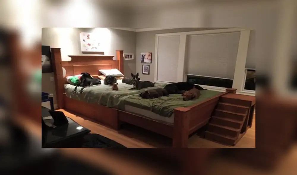 Desliza las imágenes para apreciar la enorme cama que fabricó la pareja para descansar con sus adoradas mascotas. Desliza las imágenes para apreciar la enorme cama que fabricó la pareja para descansar con sus adoradas mascotas.