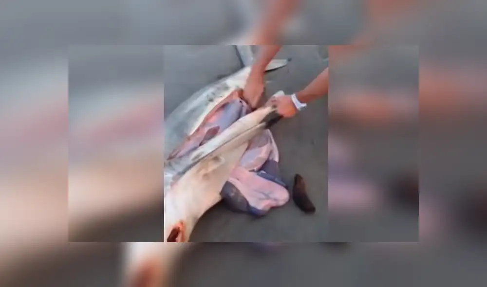 YouTube viral: Abren estómago de tiburón muerto y descubren criaturas vivas [VIDEO] 