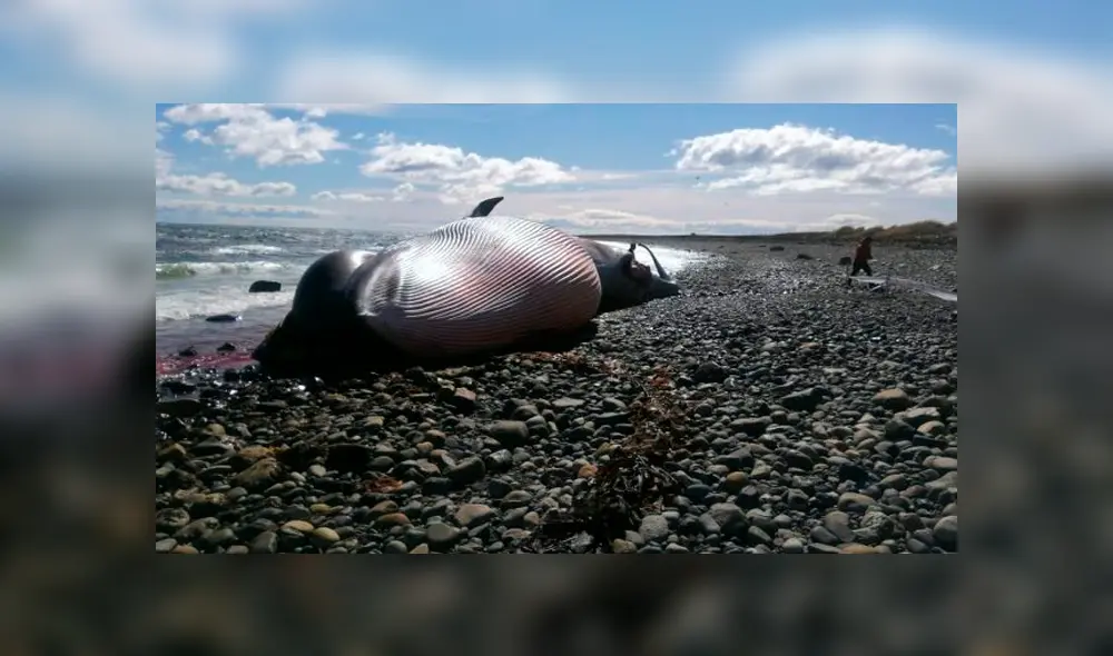 El animal marino fue encontrado sin vida en la costa de Chile. Foto: El Pingüino