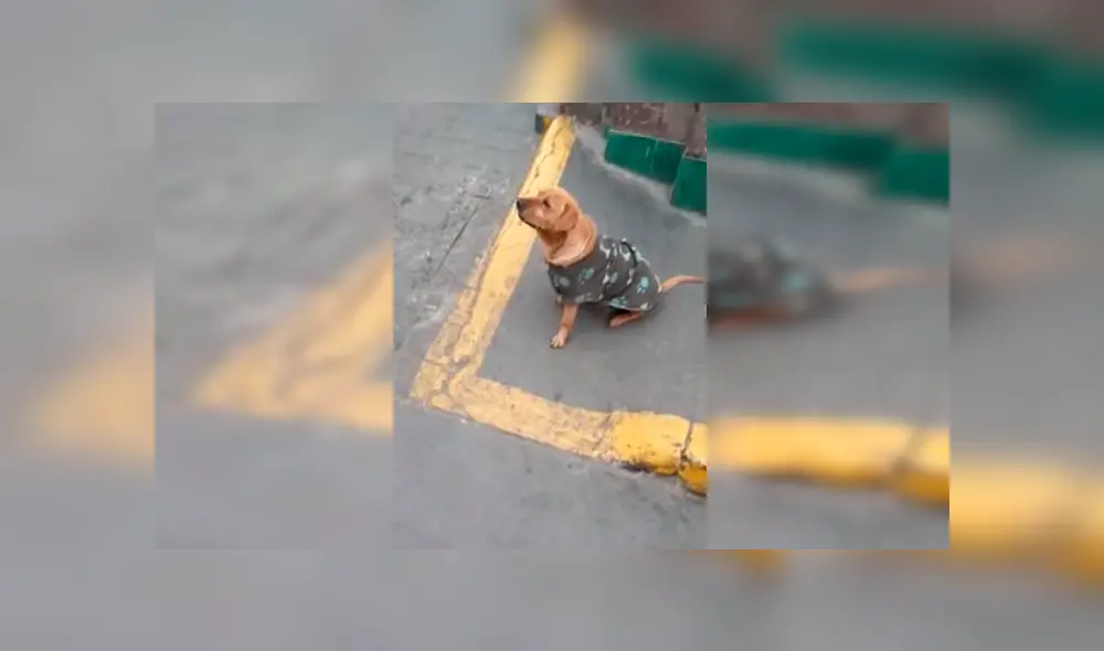 En Facebook, unos policías peruanos no tuvieron mejor idea que intervenir a un perro que actuó como un ‘delincuente’.