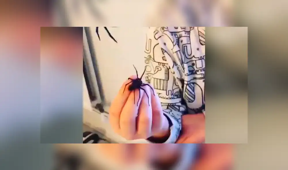 Facebook viral: ola de críticas por niño que manipula descomunal araña ante la vista de su padre [VIDEO]