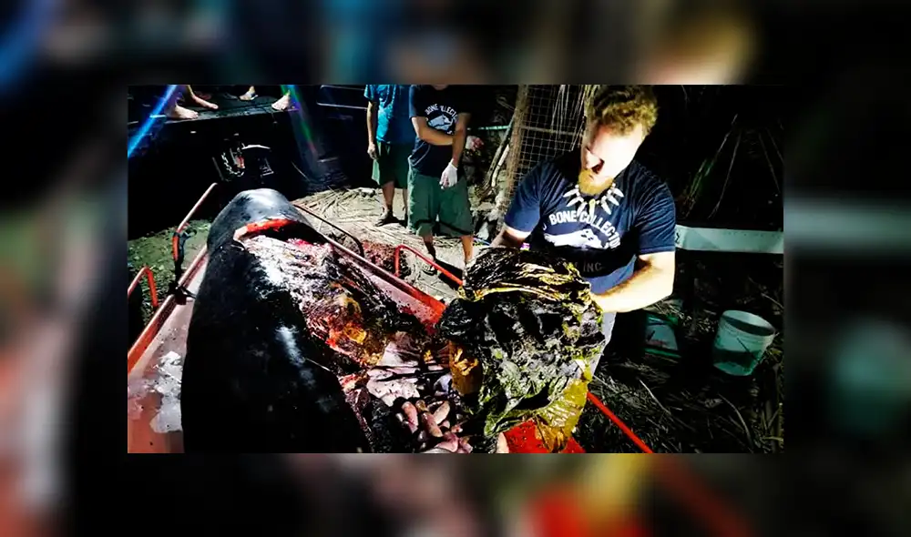 Ballena muere por tener 40 kilos de plástico en el estómago [FOTOS]