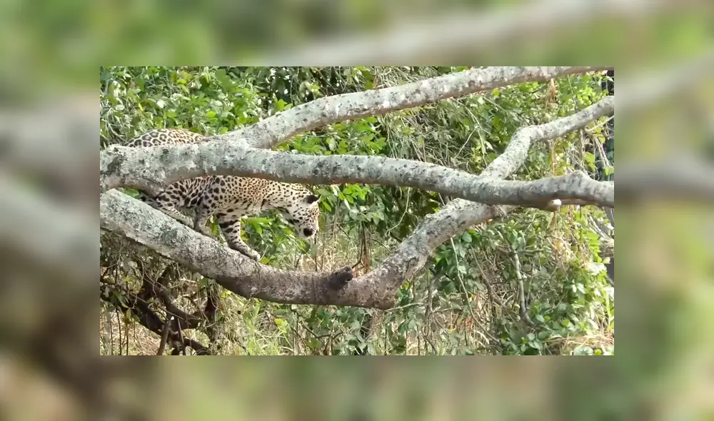 Hambriento jaguar se lanza a río y se pelea con feroz cocodrilo para devorarlo [VIDEO] 