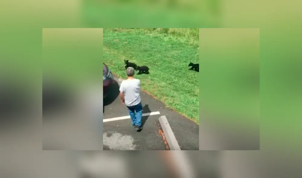 Un video viral de Facebook mostró el instante en que una madre oso dio su merecido a un turista, quien se atrevió a cariñar a sus crías en pleno bosque. Un video viral de Facebook mostró el instante en que una madre oso dio su merecido a un turista, quien se atrevió a cariñar a sus crías en pleno bosque.