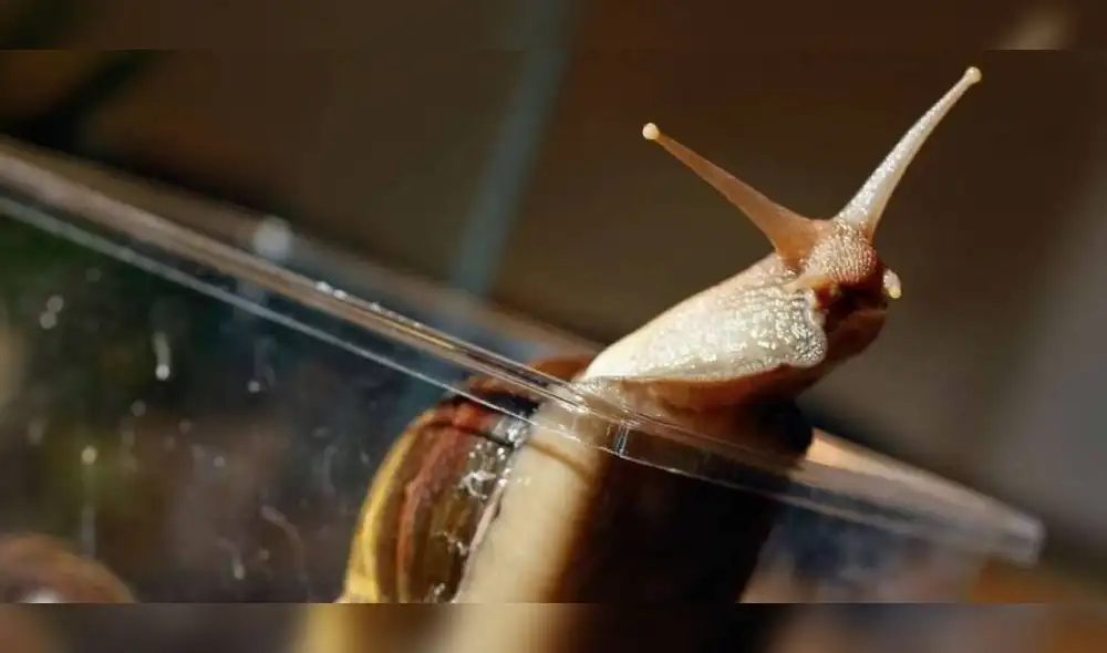 Pequeña babosa paralizó trenes de alta velocidad