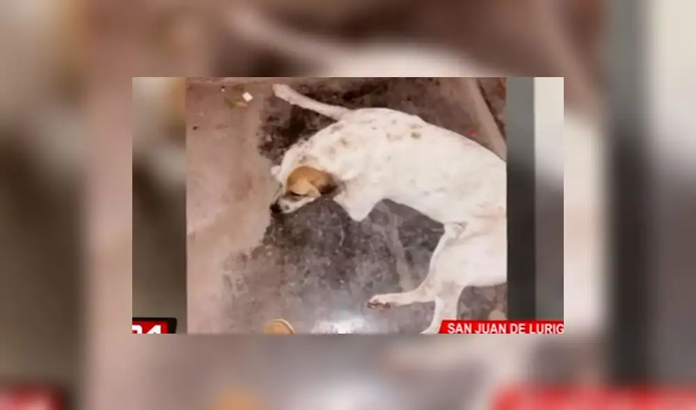 SJL: denuncian a vigilante por asesinar de dos balazos a perro [VIDEO]