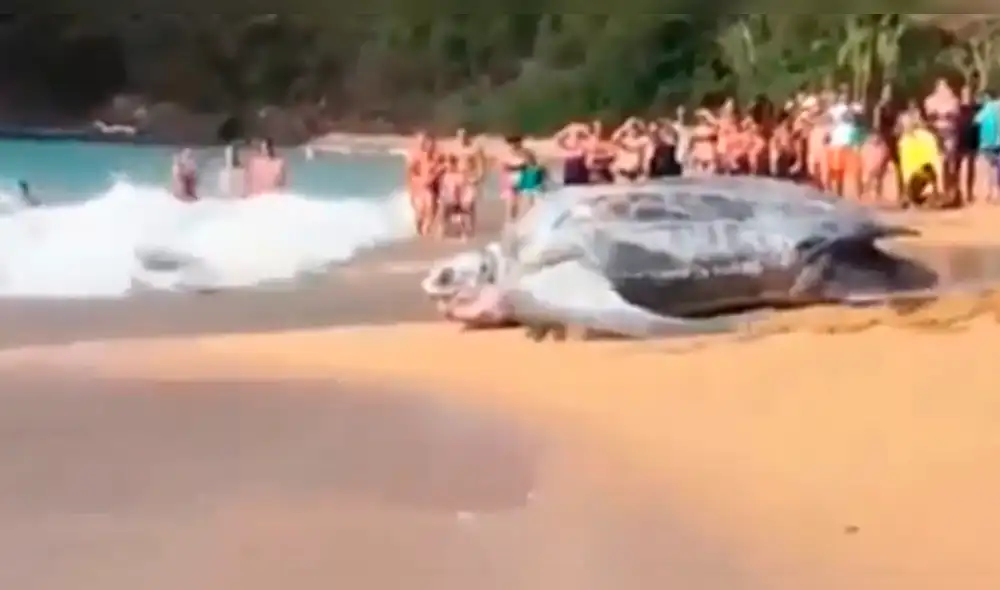 En YouTube: Tortuga gigantesca deja en shock a bañistas [VIDEO]