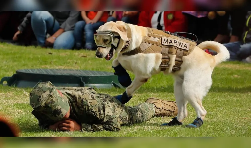 Después de diez años de servicio, la labradora Frida se jubila en medio de honores. Foto: Difusión Después de diez años de servicio, la labradora Frida se jubila en medio de honores. Foto: Difusión