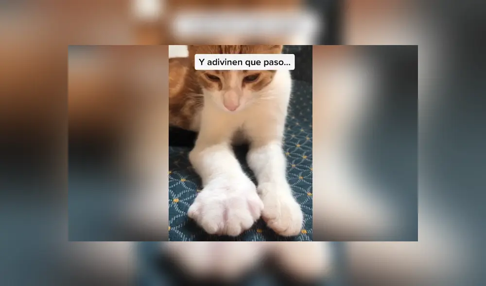 Un travieso felino persiguió a una abeja y se llevó una dolorosa lección. Foto: TikTok Un travieso felino persiguió a una abeja y se llevó una dolorosa lección. Foto: TikTok