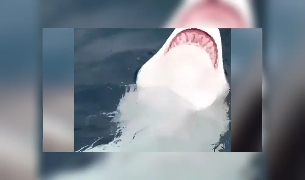 Desliza hacia la izquierda para ver el ataque del furioso tiburón que se volvió viral en Facebook.