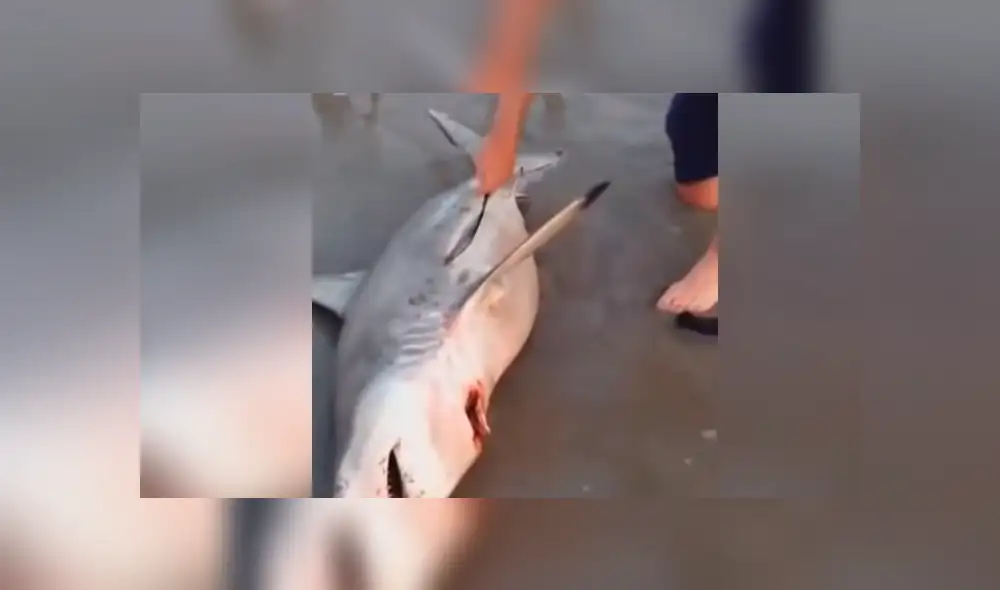 YouTube viral: Abren estómago de tiburón muerto y descubren criaturas vivas [VIDEO] 