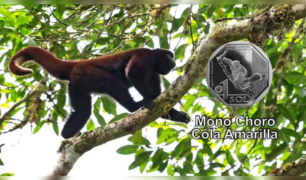 BCR: Un repaso de las monedas de la colección “Fauna Silvestre Amenazada del Perú” BCR: Un repaso de las monedas de la colección “Fauna Silvestre Amenazada del Perú”