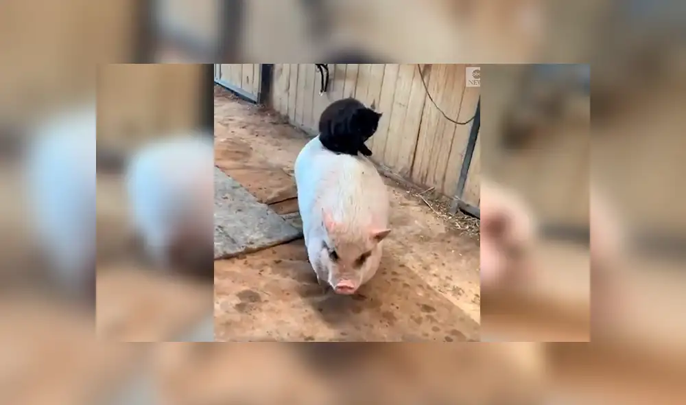 En Facebook, un travieso gato fue captado por su dueño dando un singular paseo al lado de su ‘mejor amigo’.