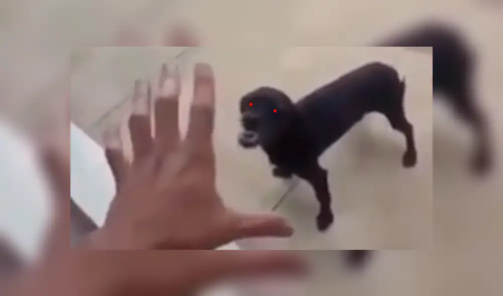 Facebook viral: creyó que perro estaba ‘poseído’ e intentó ‘exorcizarlo’, sin saber que reaccionaría así [VIDEO]